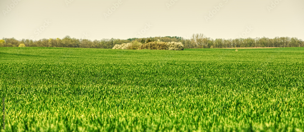Fototapeta premium Cereal blooming in summer in suburban farmlands