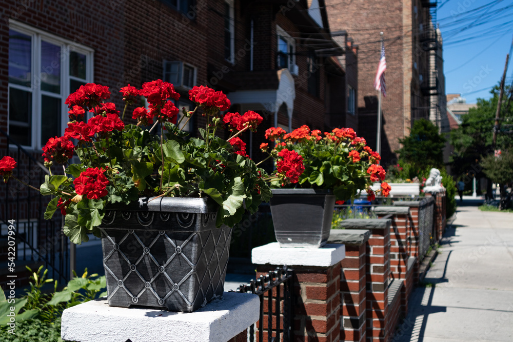 Beautiful Red Flowers in Flower Pots along a Neighborhood Sidewalk in Astoria Queens New York during Summer