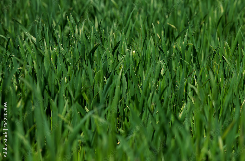 Cereal blooming in summer in suburban farmlands