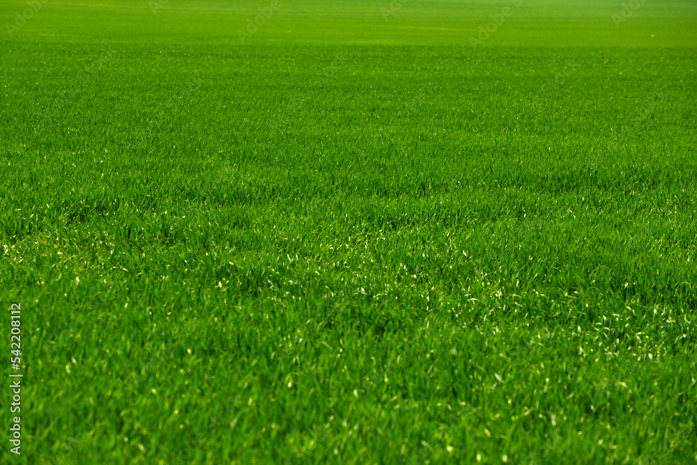 Cereal blooming in early summer in suburban farmlands Cereal blooming in early summer in suburban farmlands