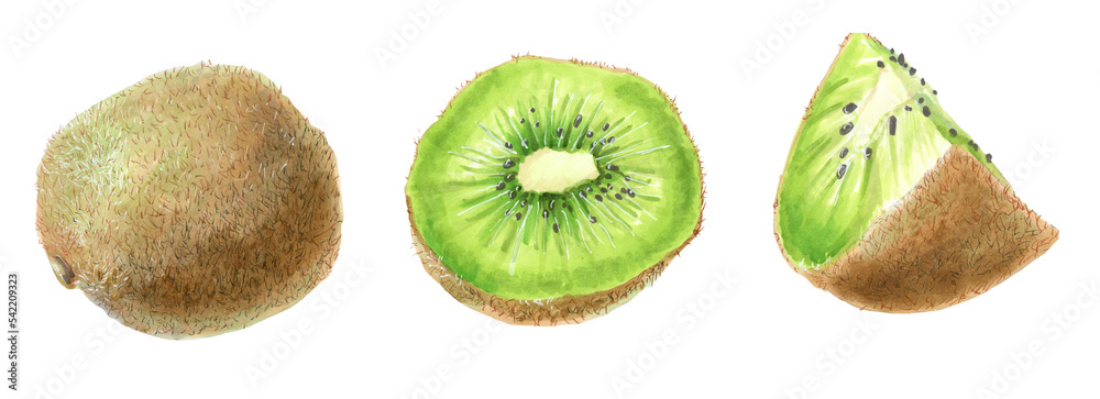 Fototapeta premium Botanical watercolor illustration of kiwifruit. Drawing of a kiwi fruit whole cut in half and a quarter