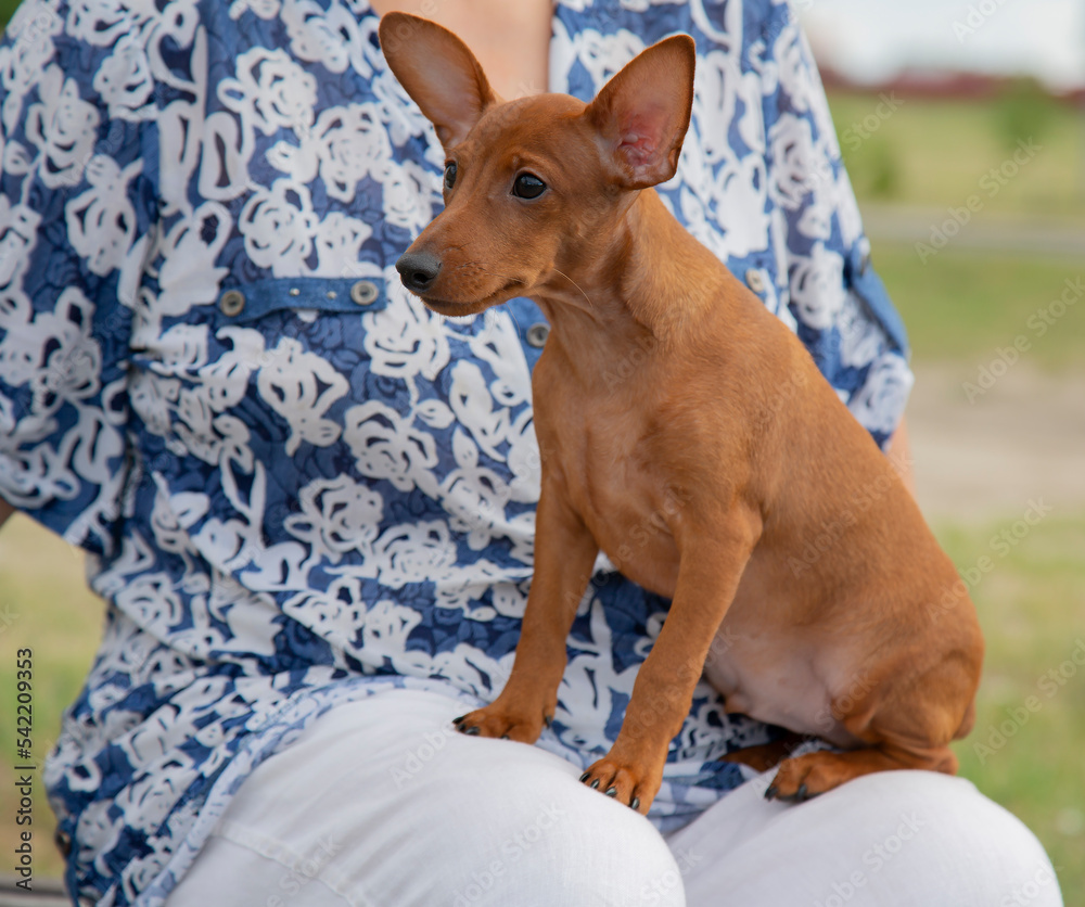 A woman holds a small puppy dog in her arms. 