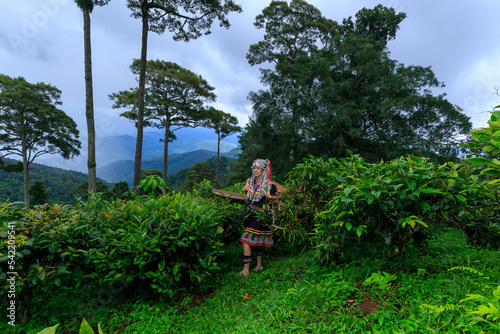 Hill tribe Asian woman in traditional clothes collecting tea leaves with basket in tea plantations terrace, Chiang mai, Thailand collect tea leaves