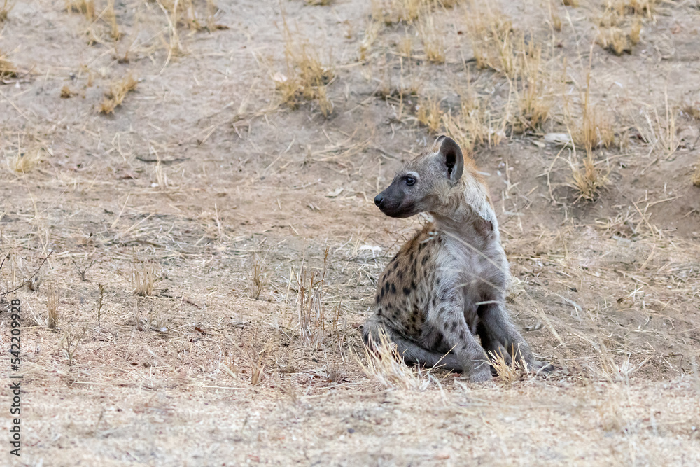 Young sitting spotted hyena, crocuta crocuta, front view, in Kruger National Park, South Africa Young sitting spotted hyena, crocuta crocuta, front view, in Kruger National Park, South Africa