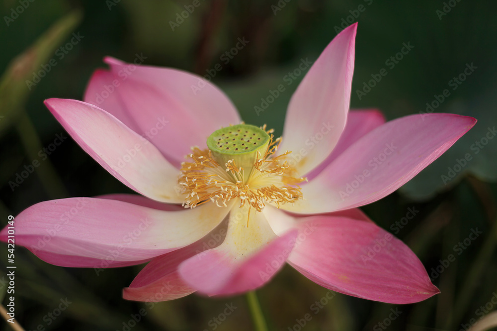 Fototapeta premium Pink lotus flower plants in pond. 