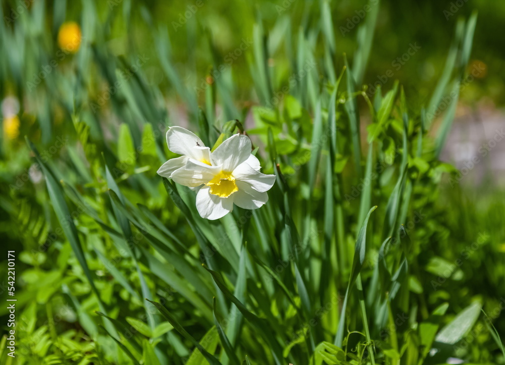Narcissus flower close-up on a background of greenery in spring Narcissus flower close-up on a background of greenery in spring