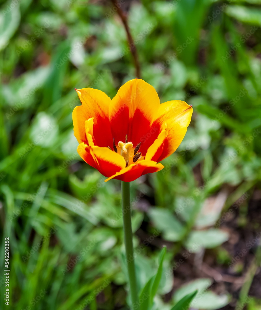 Red poppy flower closeup on green background Red poppy flower closeup on green background