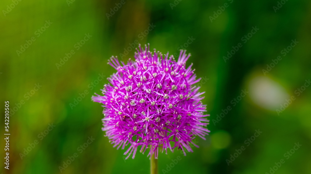 Indian onion flowers closeup in summer Indian onion flowers closeup in summer