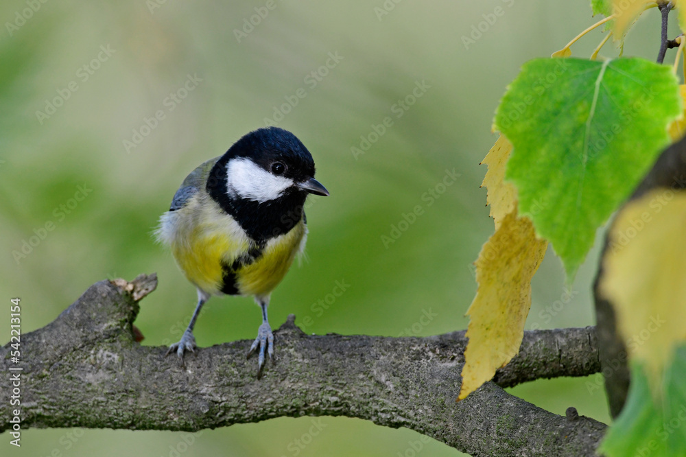 Fototapeta premium Great tit // Kohlmeise (Parus major)