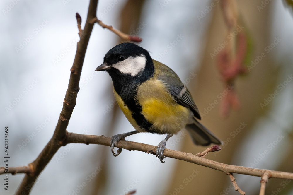 Great tit // Kohlmeise (Parus major) Great tit // Kohlmeise (Parus major)