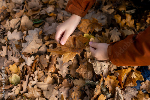 Children's hands lift autumn leaves from the ground