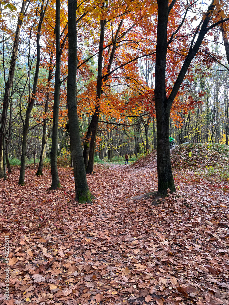 Autumn season in the city park. Perfect autumn colors on the trees. Autumn season in the city park. Perfect autumn colors on the trees.