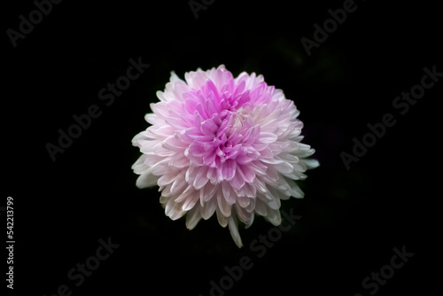 Close-up Chrysanthemum of purple colour with isolate background.