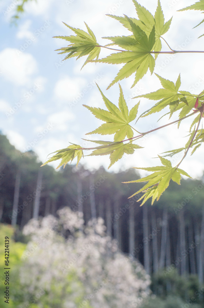 春風に揺れる淡いもみじと春の空