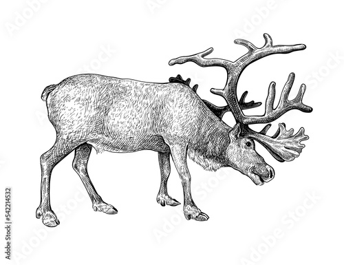 Hand drawn black ink sketch of Raindeer isolated on white background. Vector illustration of wild stag. Vintage engrave of north raindeer