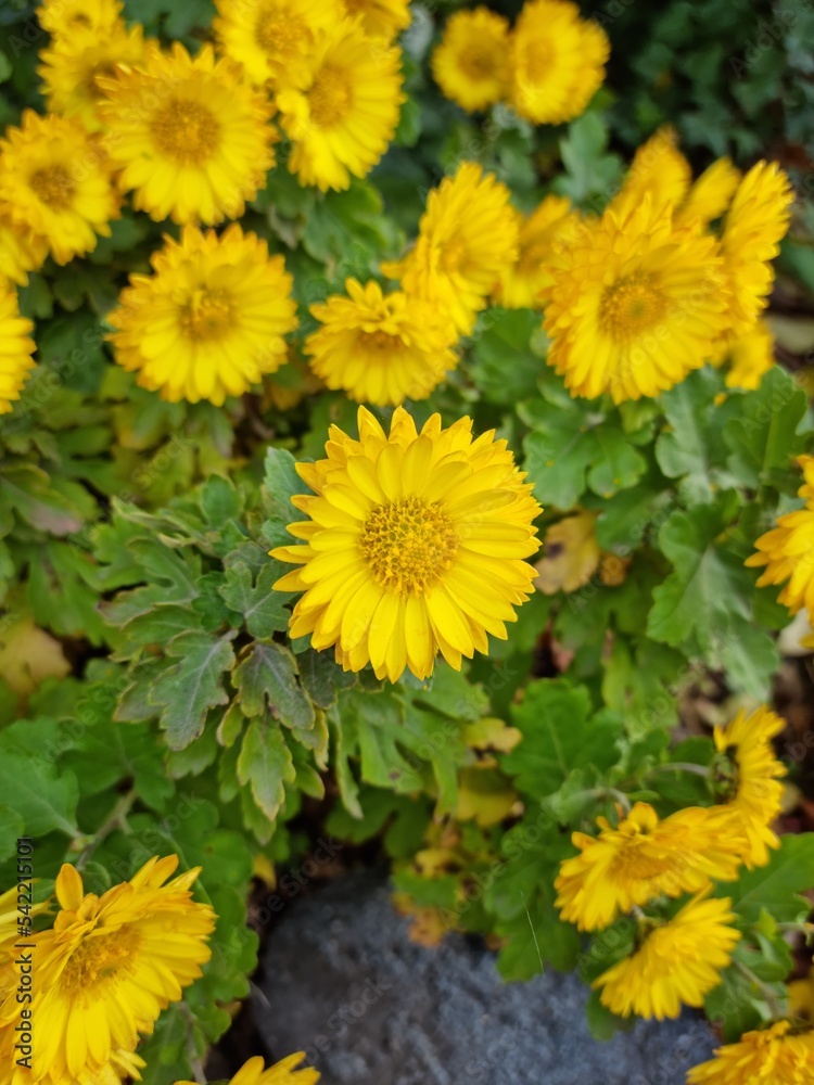 Closeup of yellow mum flower on background with copy space using natural flora as background, ecology cover concept. Closeup of yellow mum flower on background with copy space using natural flora as background, ecology cover concept.
