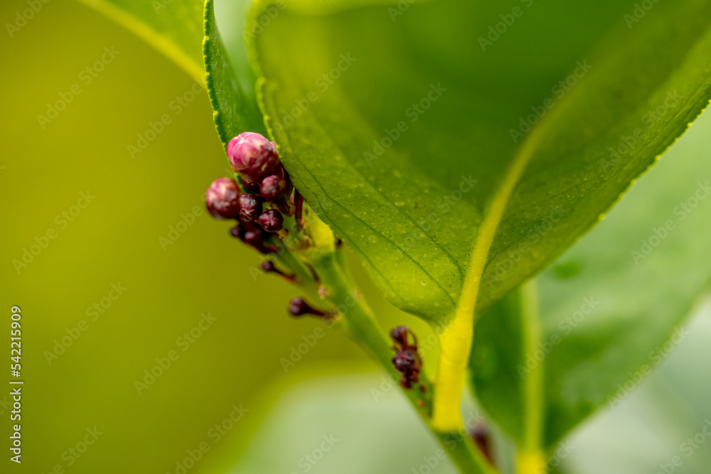 Mediteerrane Gartenwelt Mediteerrane Gartenwelt