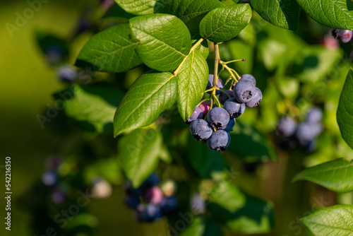 Organic high american blueberries growing on green bush. © michaldziedziak