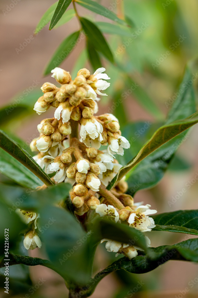 Obraz premium Mediterrane Gartenwelt, Früchte, Bienen und Schmetterlinge