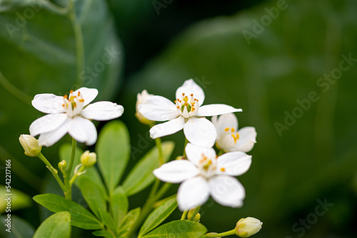 Weiße Orangenblüten mit Knospen an einem Strauch