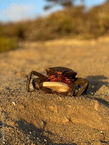 Vertical shot of a crab at Spooner's cove near morro bay protecting its rock in California photo