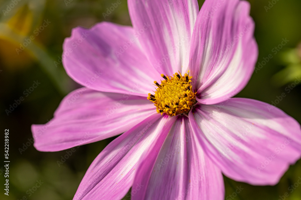 Mediterrane Gartenwelt, Früchte, Bienen und Schmetterlinge Mediterrane Gartenwelt, Früchte, Bienen und Schmetterlinge
