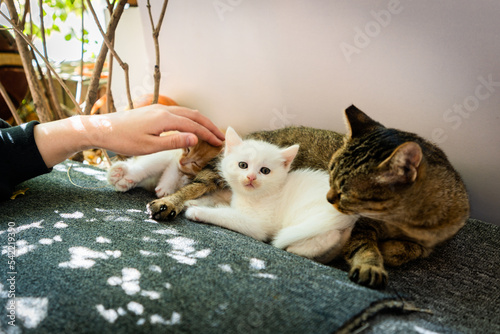 Photography stroking cat stroking a group of kittens