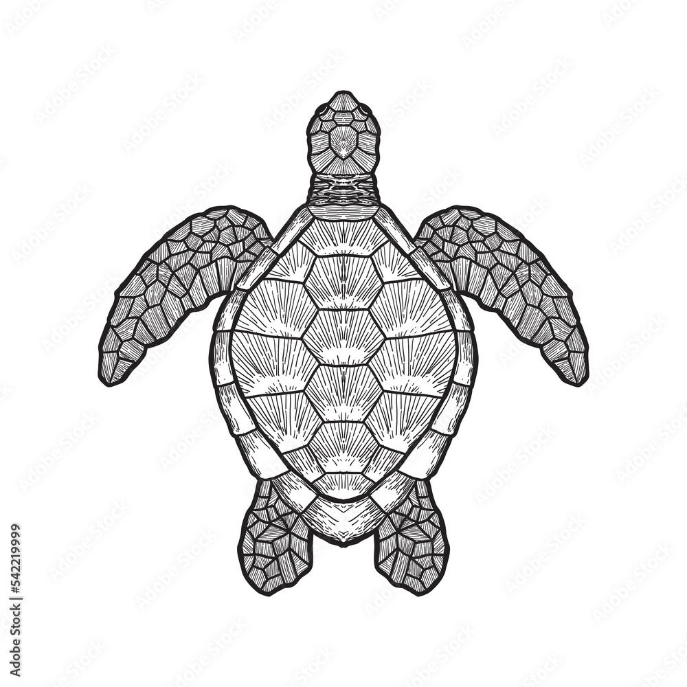Fototapeta premium sea turtle outline isolated on white background