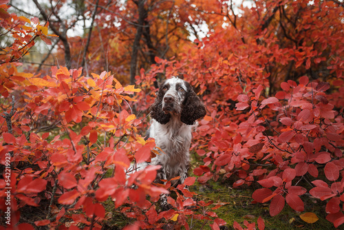 Photography english springer spaniel dog portrait in autumn
