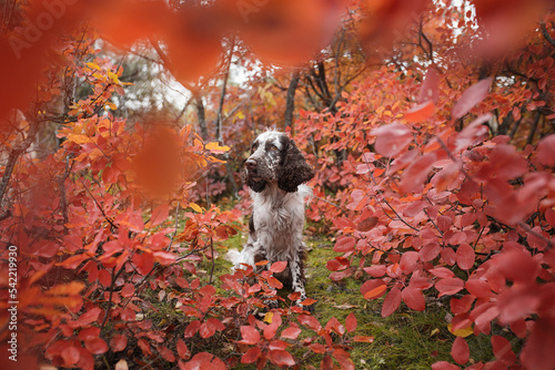 Photography english springer spaniel dog portrait in autumn