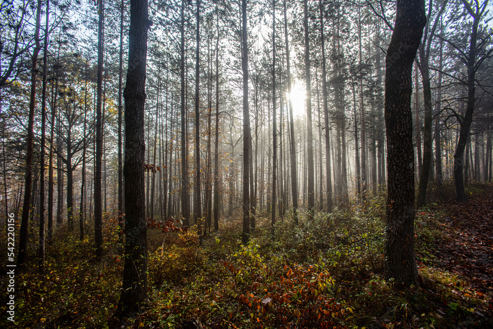 Fototapeta premium sun rays in misty autumn forest