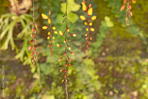 Gavi flowers (Thunbergia mysorensis) in the garden with soft selective focus, Bali photo