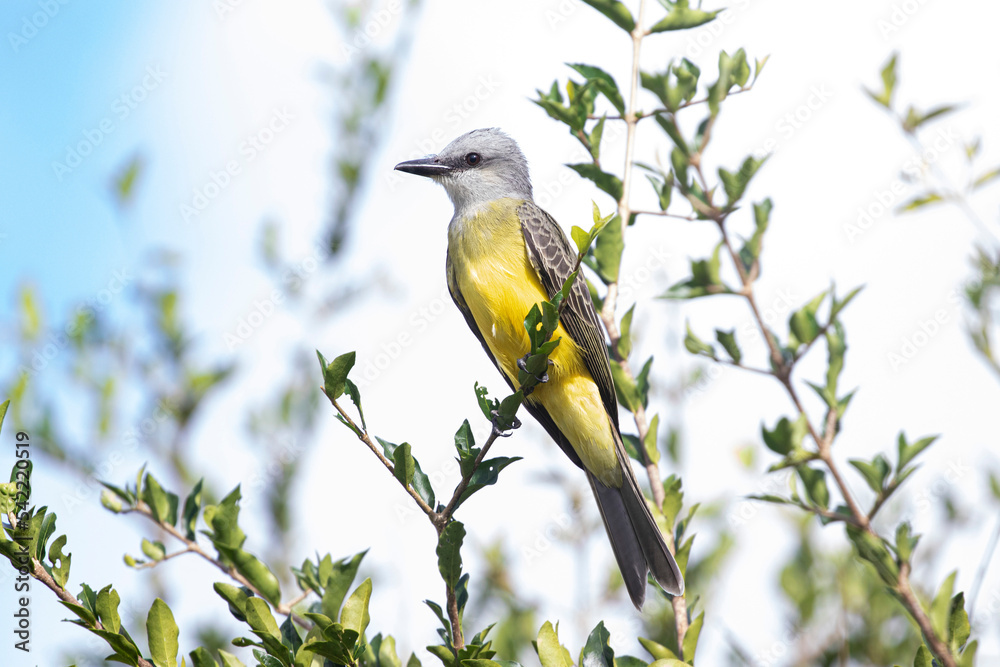 Fototapeta premium Tropical Kingbird (Tyrannus melancholicus) perched on a tropical cherry tree.