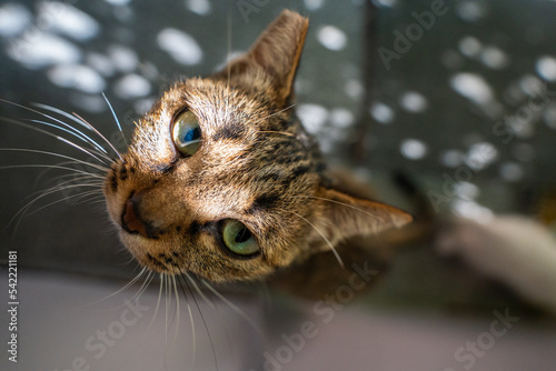 Close-up portrait of cat's head sitting outdoors