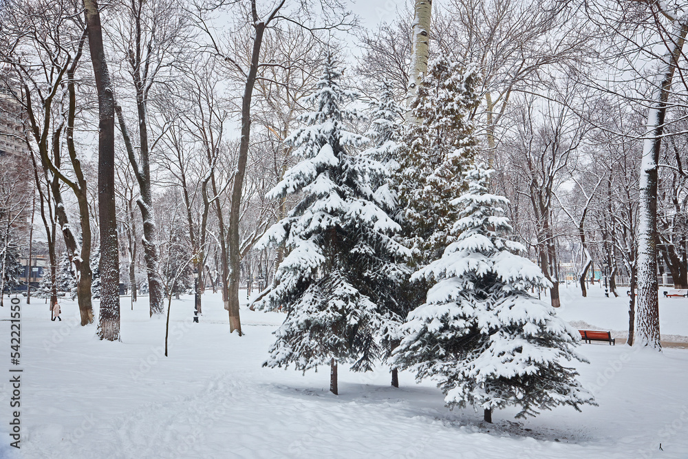 Snow-covered trees and benches in the city park.