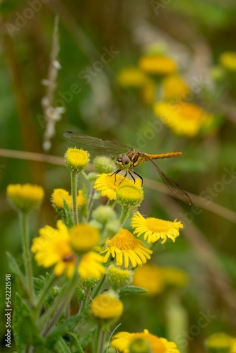 Closeup vertical shot of a dragonfly on the yellow flower © Michael Beekhuizen/Wirestock Creators