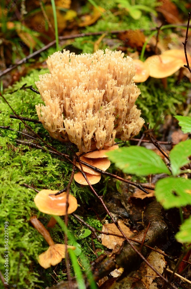 Closeup vertical shot of deer horns mushrooms growing in the forest Closeup vertical shot of deer horns mushrooms growing in the forest