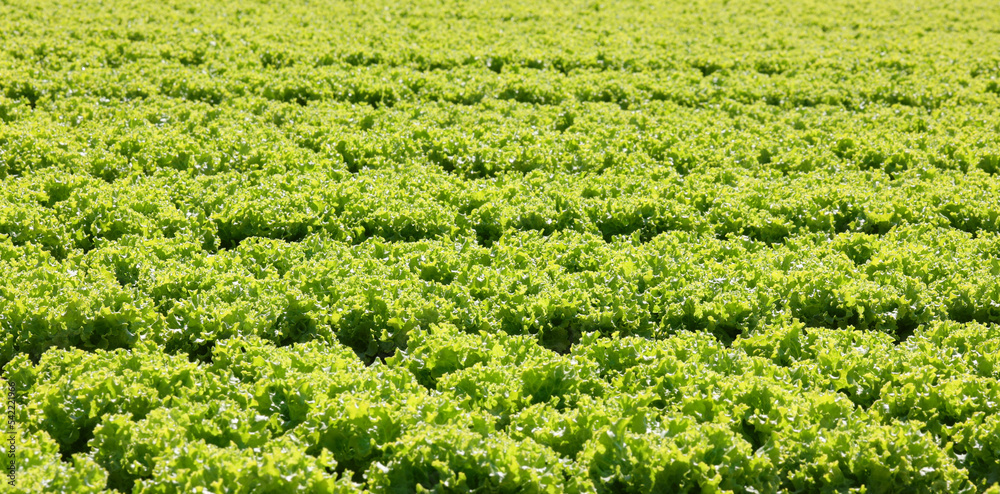 Lush green lettuce background ready to be harvested