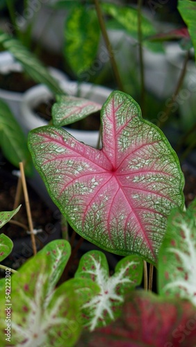 caladium leaves with pink vein along with many other caladiums in the garden.  fresh.