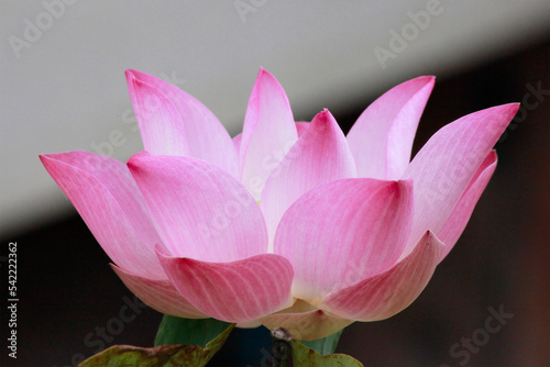 Pink lotus flower plants in pond. 