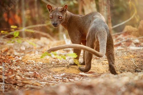 Madagascar fossa. Apex predator, lemur hunter. General view, fossa male with long tail in natural habitat. Shades of brown and orange. Endangered wild animal in the wild. Kirindy Forest, Madagascar. photo