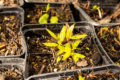 Wallpaper Mural Mediterraner Garten Torontodigital.ca