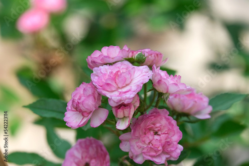 fresh of vineyard song pink rose flower bouquet blooming in outdoor garden. fragrant frora soft petals