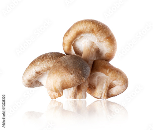 Shiitake mushrooms (Lentinula edodes) close-up on a white background