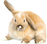 Lop Eared Rabbit with one ear up