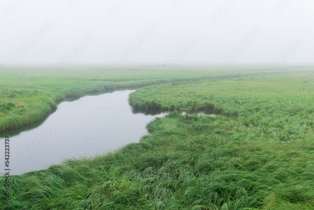 morning landscape, a swampy meadow with lush grass along the banks of the river is hidden by fog