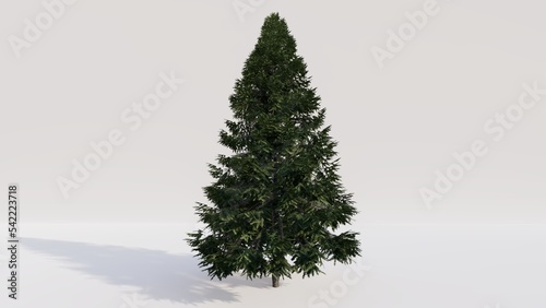 Bild auf Leinwand Balsam tree on white background. 3d render.