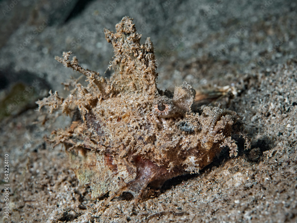 Spiny Devilfish, Finger-Teufelsfisch (Inimicus didactylus) Spiny Devilfish, Finger-Teufelsfisch (Inimicus didactylus)