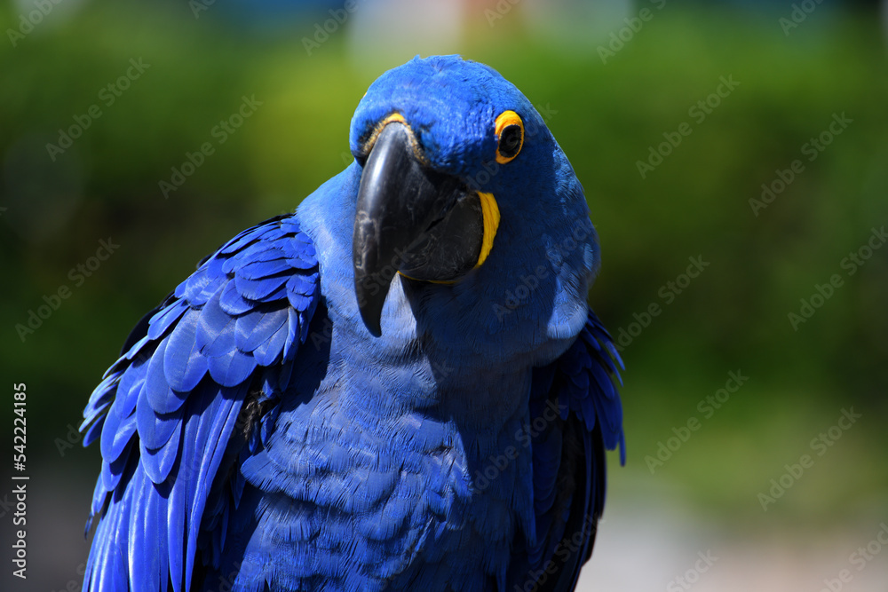 Obraz premium Beautiful pet Hyacinth macaw parrot profile.
