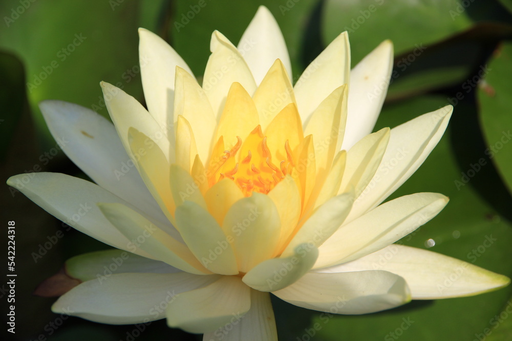 White lotus flowers blooming in the garden are natural.